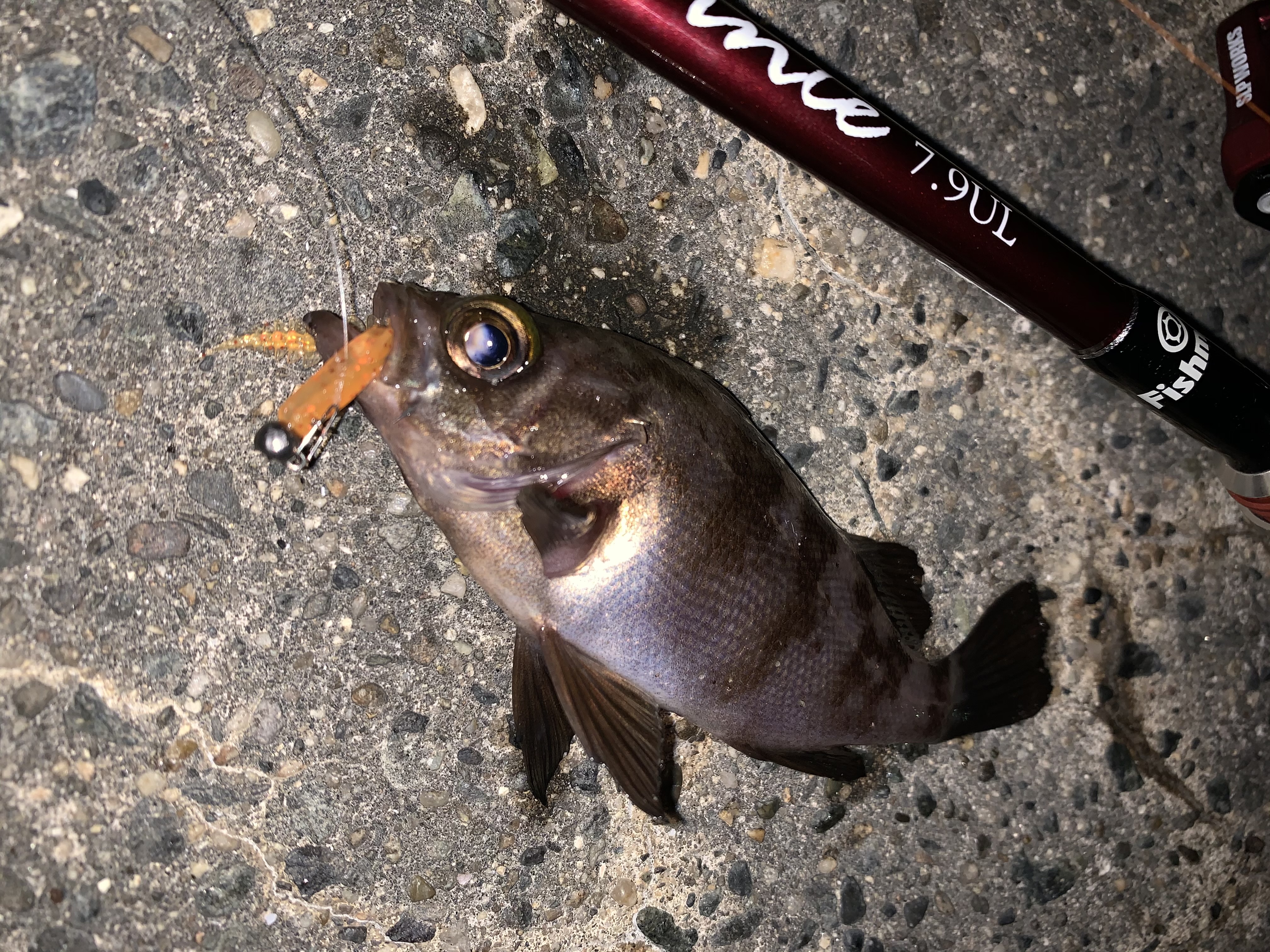 今季のメバルロッド たかちゃんの いやどうも日誌