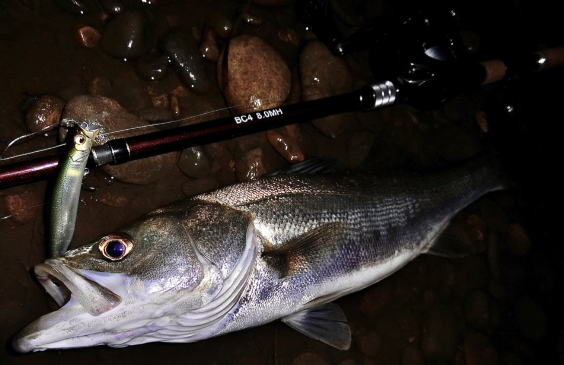 フィッシュマンBC4 8.0MH 2021年新製品ロッドBC4 8.0MH 汎用性を高めた8ft、4ピースパックロッド