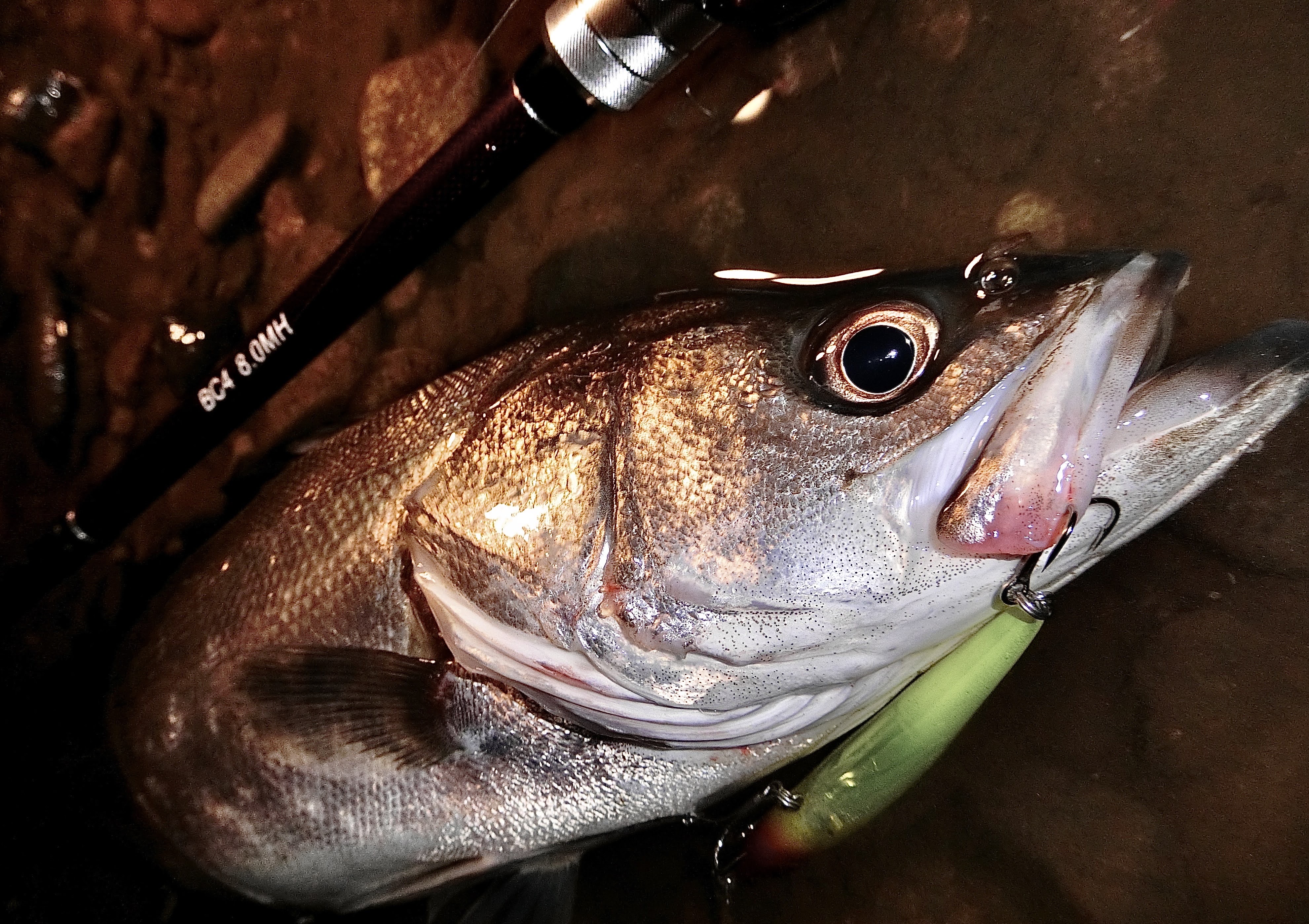 ついに登場！B.C.4 - 8.0MH！ : 【たかちゃんの・いやどうも日誌】