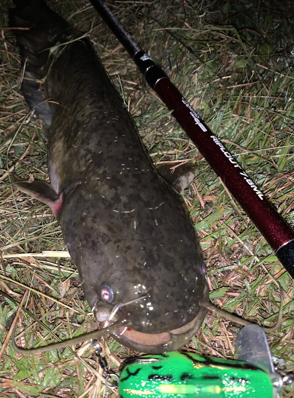 初夏の釣り たかちゃんの いやどうも日誌