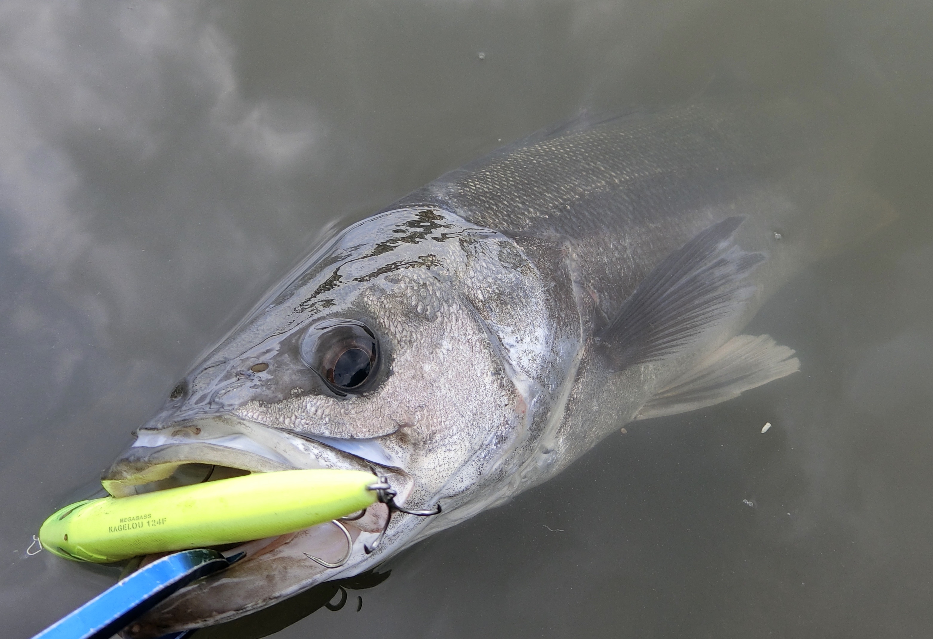 楽しいぜ 夏の釣り たかちゃんの いやどうも日誌