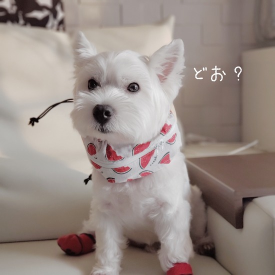 【犬グッズ】究極のクールネックを探し求めて