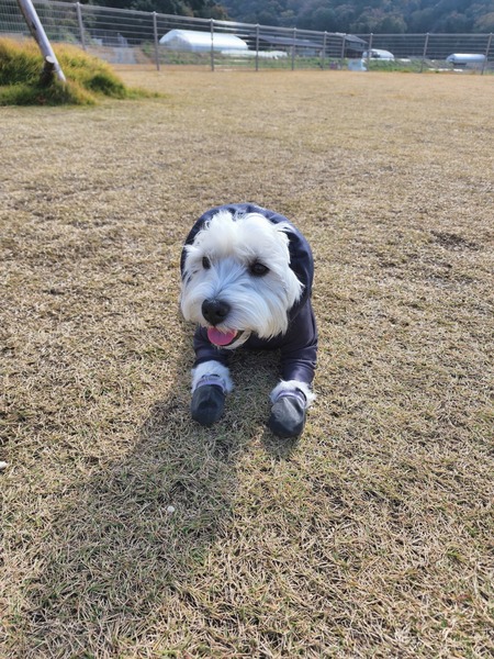 【犬１匹と１人旅】ドッグランと、ワクチン証明書（犬）