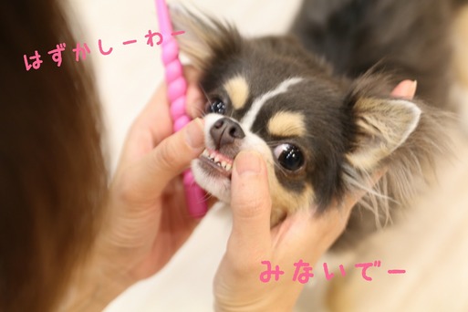 【チワワ】密かな抵抗