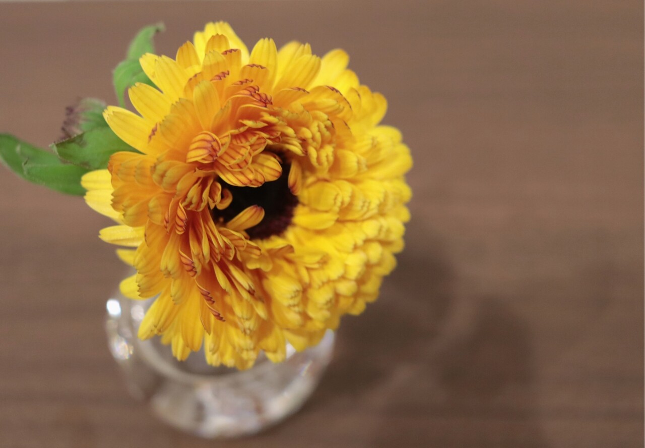 お花のサブスク と あたしのとってのブログと ずっと前に頂いた質問の返事 どうしてブログなのか たかシェフのおうちごはん と 白い犬 と チワワ Powered By ライブドアブログ