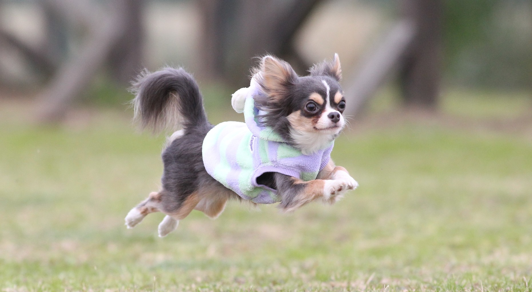 飛行犬 たかシェフのおうちごはん と 白い犬 と チワワ Powered By ライブドアブログ 飛行犬 たかシェフのおうちごはん と 白い犬 と チワワ Powered By ライブドアブログ
