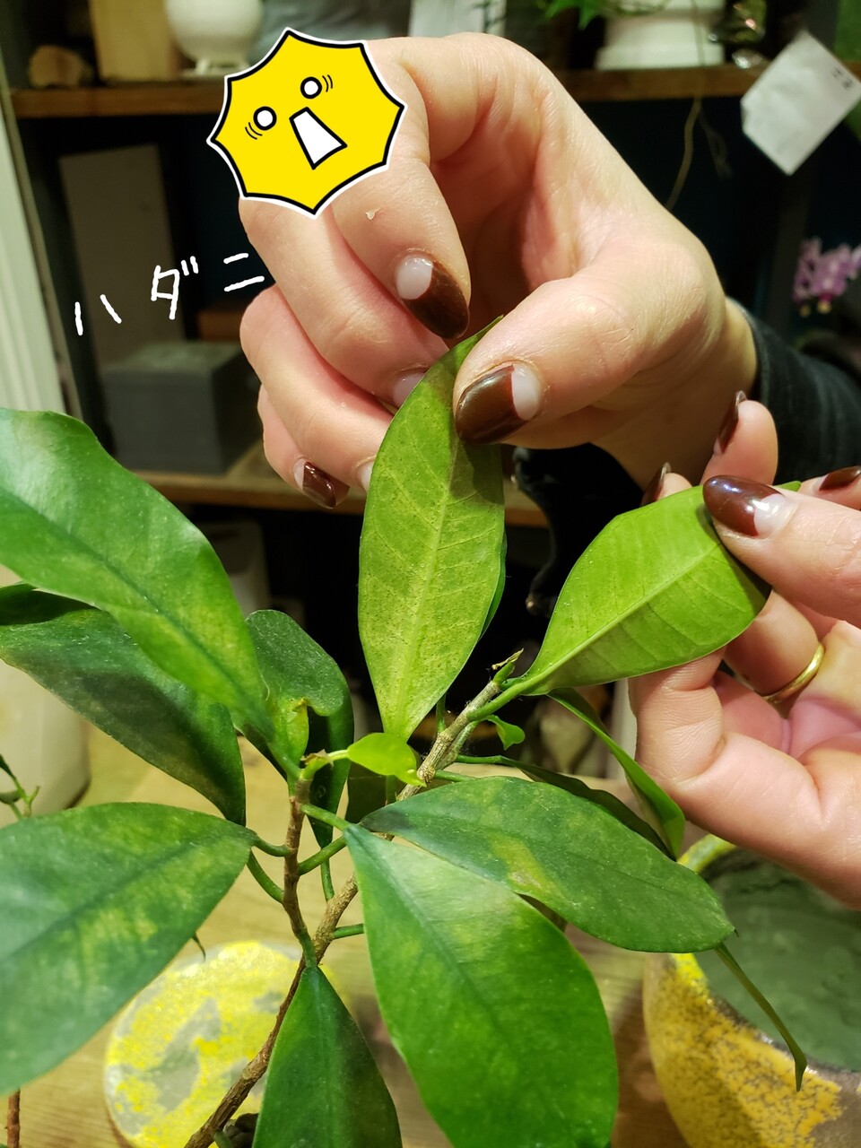 ガジュマルの葉が落ちてしまう件 たかシェフのおうちごはん と 白い犬 と チワワ Powered By ライブドアブログ ガジュマルの葉が落ちてしまう件 たかシェフのおうちごはん と 白い犬 と チワワ Powered By ライブドアブログ