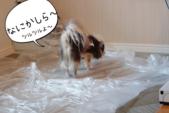 23-05-11-15-12-10-577_deco