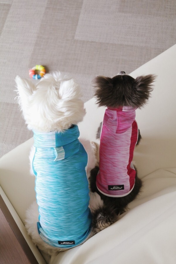 人間様より立派なお洋服を試着に行く。 : たかシェフのおうちごはん