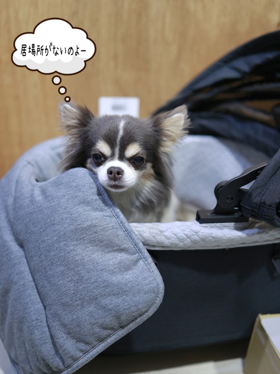 New　エアーバギーと、いぬの居場所