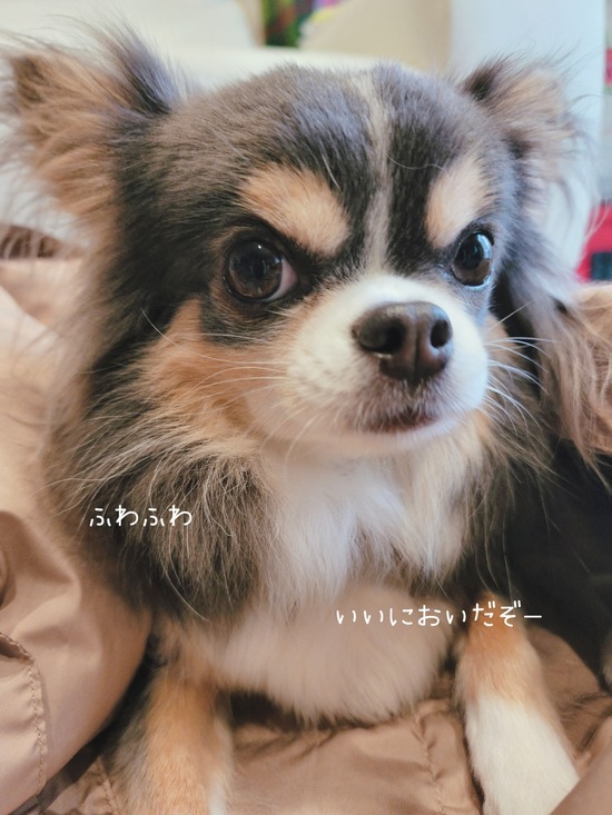 なが～い犬。