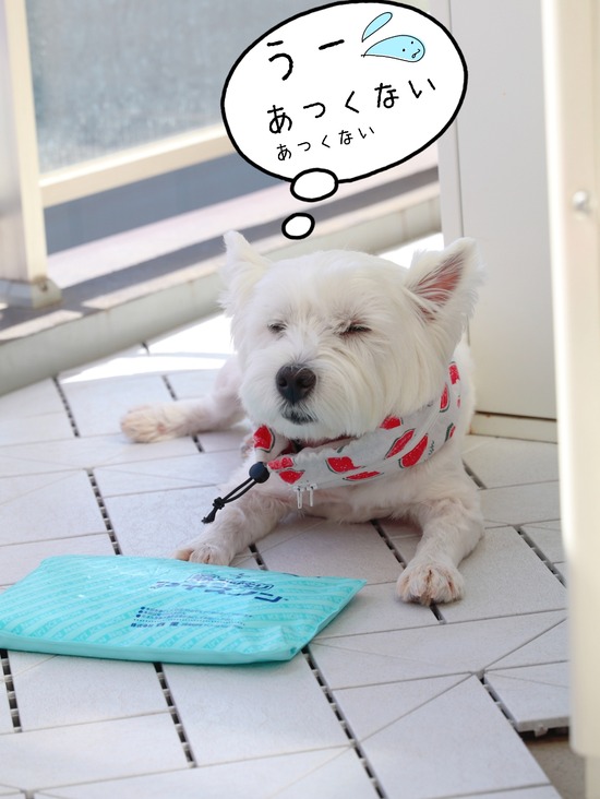 昨日もベランダ たかシェフのおうちごはん と 白い犬 と チワワ Powered By ライブドアブログ