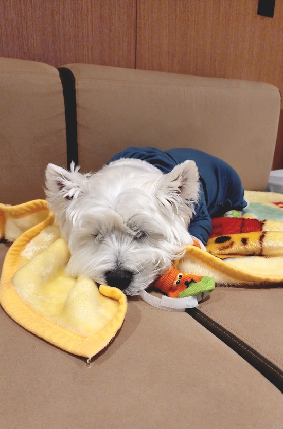 おいら、もう、今日はおしまい！　　？？