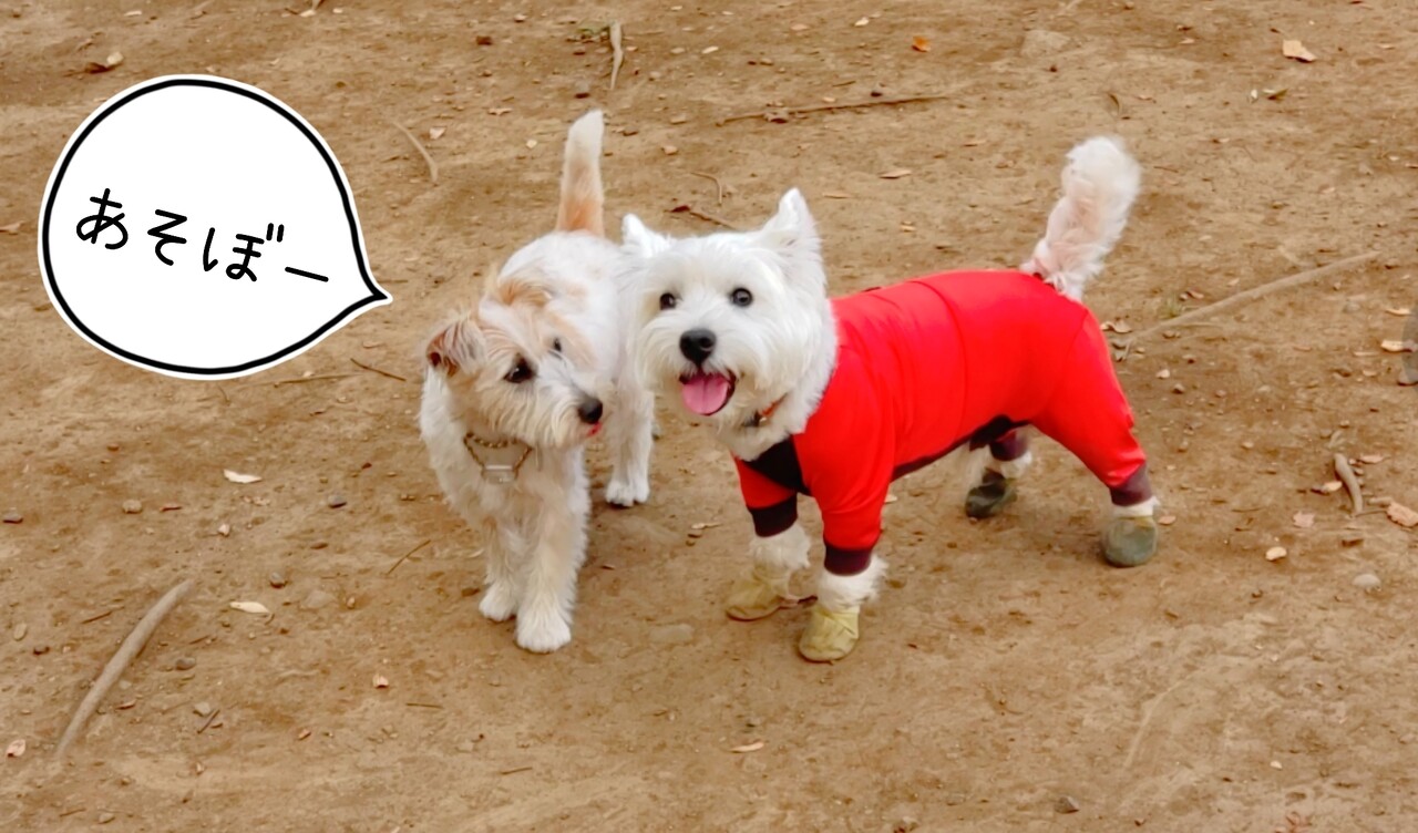 びびりな犬 ドッグラン編 たかシェフのおうちごはん と 白い犬 と チワワ Powered By ライブドアブログ