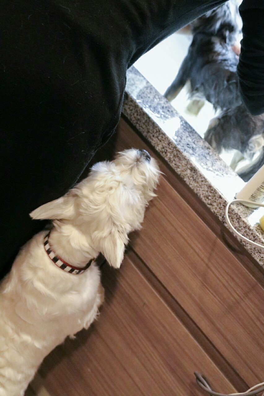 犬 まりちゃん お風呂に入る お風呂の便利グッズ たかシェフのおうちごはん と 白い犬 と チワワ Powered By ライブドアブログ 犬 まりちゃん お風呂に入る お風呂の便利グッズ たかシェフのおうちごはん と 白い犬 と チワワ Powered By ライブドアブログ