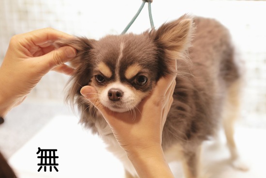 【チワワ】がんばる（？）犬　　その②