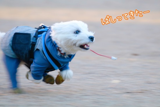 お友達、きてくれなかったけれど～、飼い主が、かわいがりしてあげるぞ。