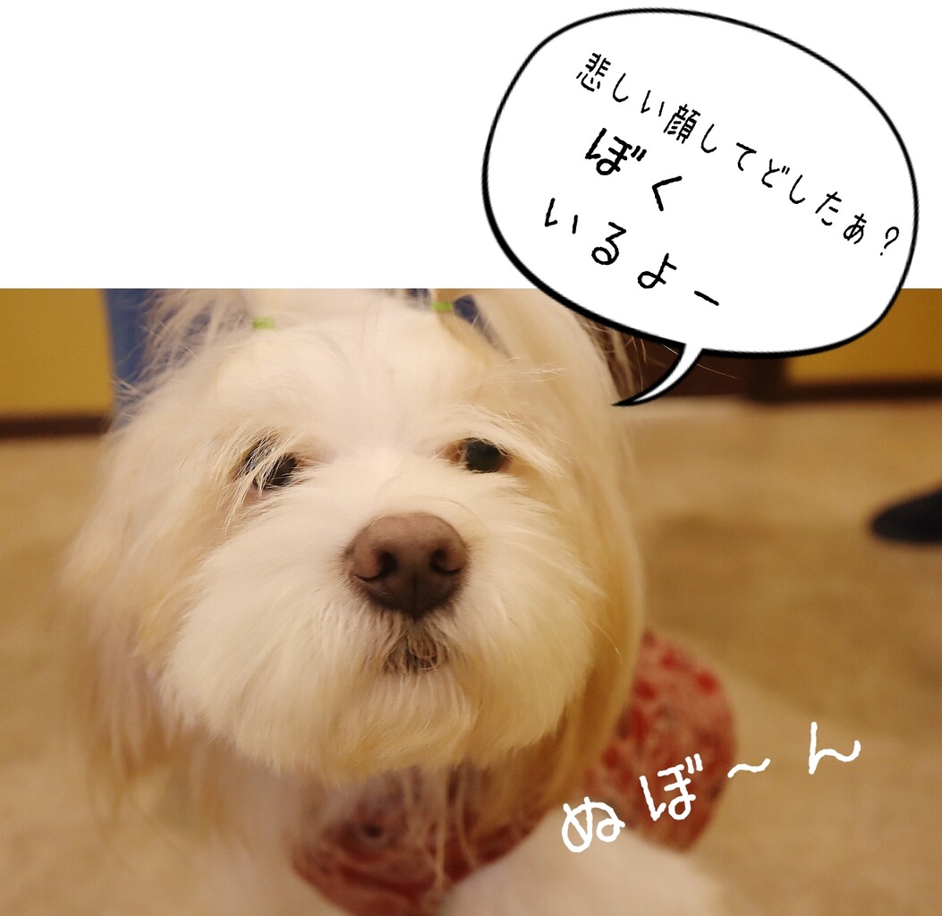 お別れ さようなら 星夏ちゃん たかシェフのおうちごはん と 白い犬 と チワワ Powered By ライブドアブログ お別れ さようなら 星夏ちゃん たかシェフのおうちごはん と 白い犬 と チワワ Powered By ライブドアブログ