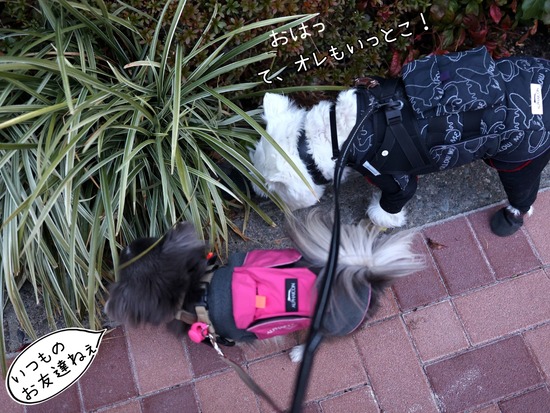 散歩拒否を祈った朝と、協力してくれた犬たち