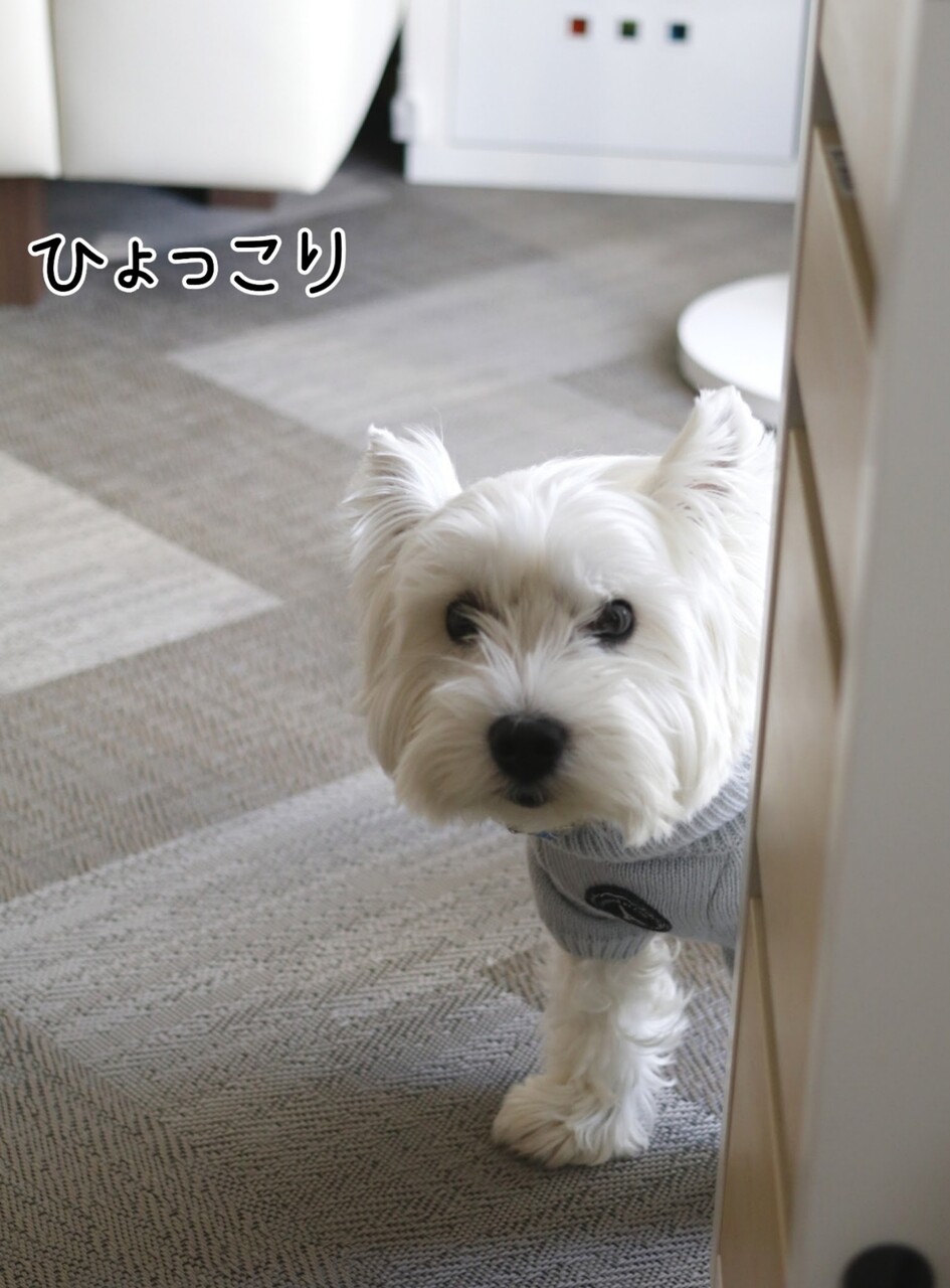 寒い日が続きますが 犬たちも 暖をとる 工夫をしているらしい たかシェフのおうちごはん と 白い犬 と チワワ Powered By ライブドアブログ 寒い日が続きますが 犬たちも 暖をとる 工夫をしているらしい たかシェフのおうちごはん と 白い犬 と チワワ Powered By ライブドアブログ