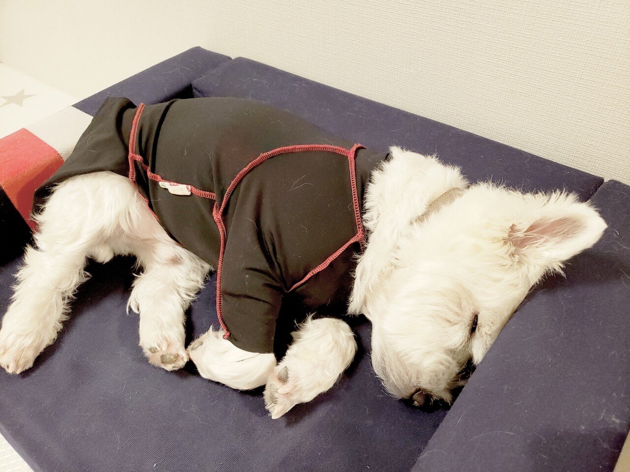 日記 本物の疲労困憊 たかシェフのおうちごはん と 白い犬 と チワワ Powered By ライブドアブログ 日記 本物の疲労困憊 たかシェフのおうちごはん と 白い犬 と チワワ Powered By ライブドアブログ