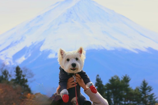 みんな富士山が好きらしい。