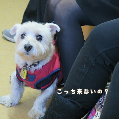 ウエスティ ブランカ