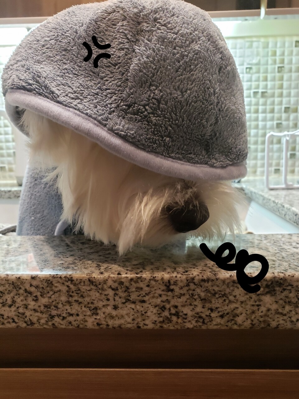 犬 バスローブな犬 たかシェフのおうちごはん と 白い犬 と チワワ Powered By ライブドアブログ