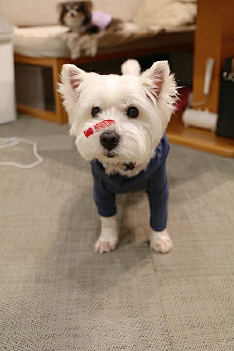 ひらきなおった犬 たかシェフのおうちごはん と 白い犬 と チワワ Powered By ライブドアブログ