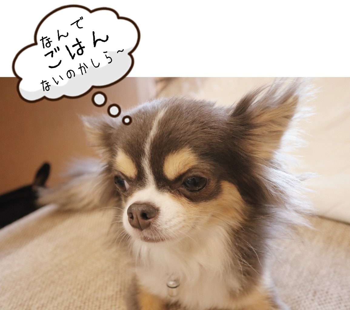 チワワ 症状と一致しない犬の行動にに混乱する人間看護師 たかシェフのおうちごはん と 白い犬 と チワワ Powered By ライブドアブログ チワワ 症状と一致しない犬の行動にに混乱する人間看護師 たかシェフのおうちごはん と 白い犬 と チワワ Powered By ライブドアブログ
