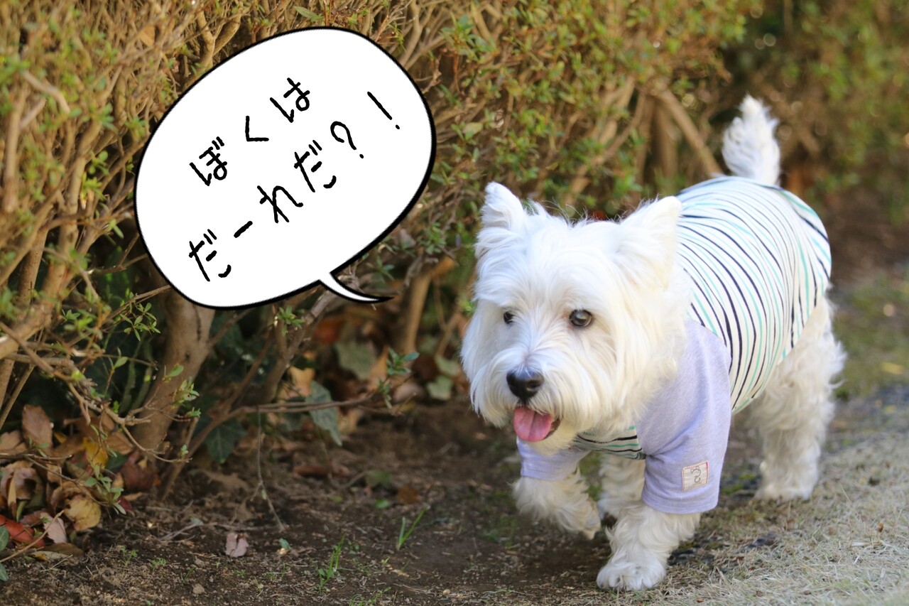 ウエスティ ゆきちとゆ吉君 マウンテンドッグラン編 たかシェフのおうちごはん と 白い犬 と チワワ Powered By ライブドアブログ ウエスティ ゆきちとゆ吉君 マウンテンドッグラン編 たかシェフのおうちごはん と 白い犬 と チワワ Powered By ライブドアブログ
