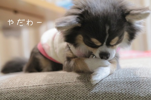 【チワワ】トリミングした姿を見せないチワワ