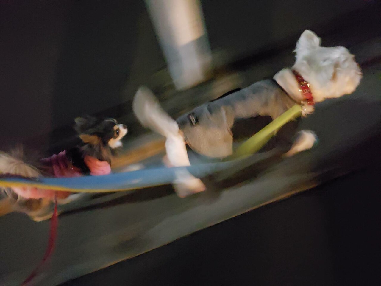 犬 布団泥棒 たかシェフのおうちごはん と 白い犬 と チワワ Powered By ライブドアブログ