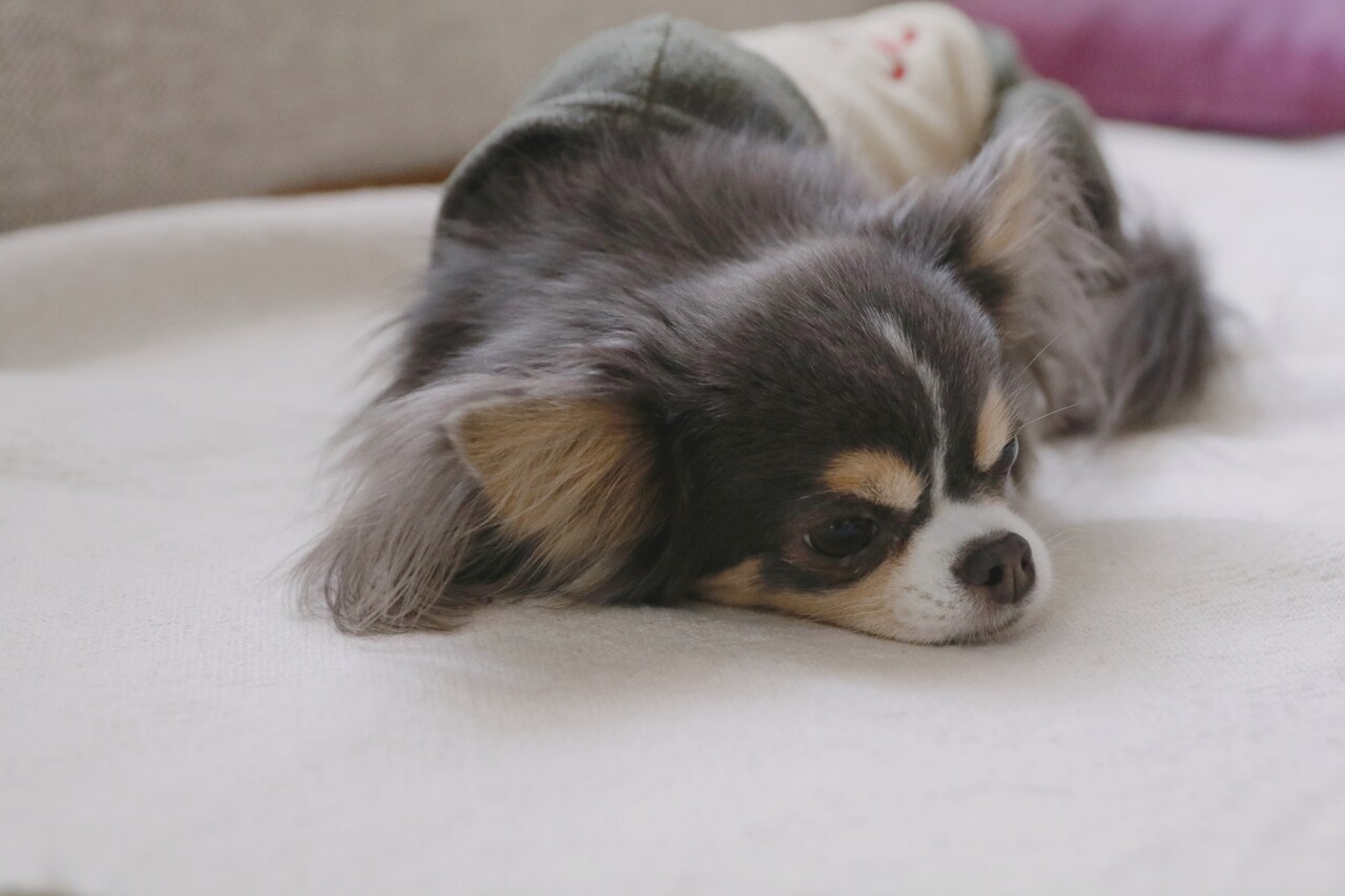 ありがとう ルンバ たかシェフのおうちごはん と 白い犬 と チワワ Powered By ライブドアブログ