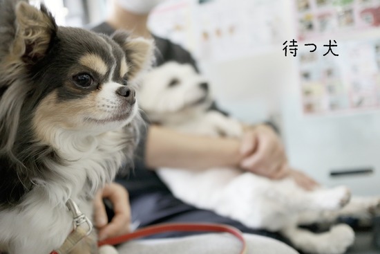 犬 フィラリアのお薬のシーズンになりました たかシェフのおうちごはん と 白い犬 と チワワ Powered By ライブドアブログ 犬 フィラリアのお薬のシーズンになりました たかシェフのおうちごはん と 白い犬 と チワワ Powered By ライブドアブログ