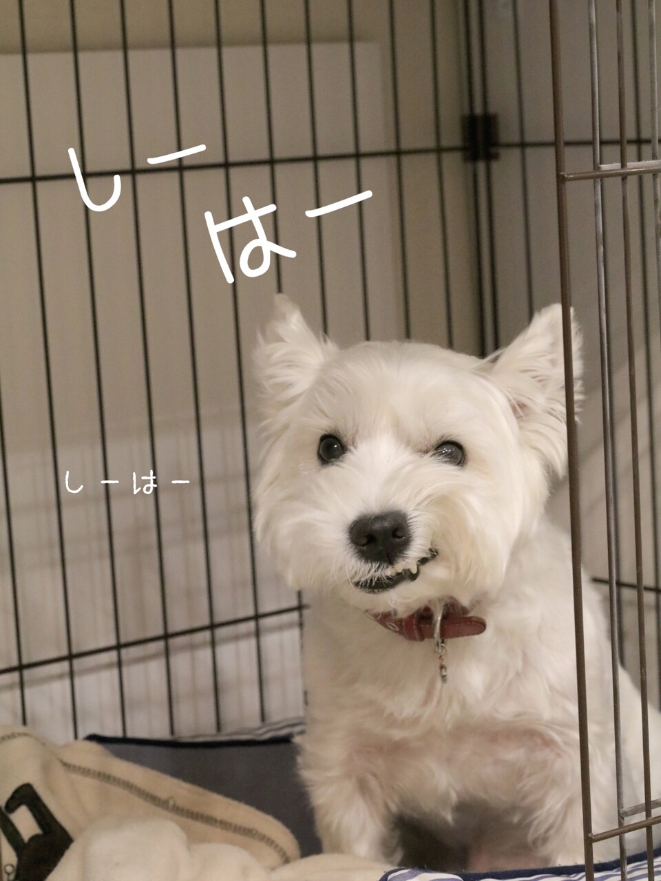 犬 笑顔 ん えがおぉ たかシェフのおうちごはん と 白い犬 と チワワ Powered By ライブドアブログ