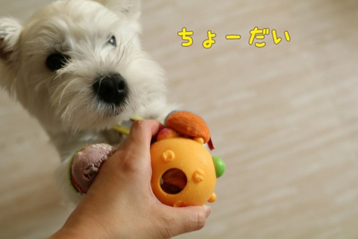 【知育おもちゃシリーズ②】期待の星