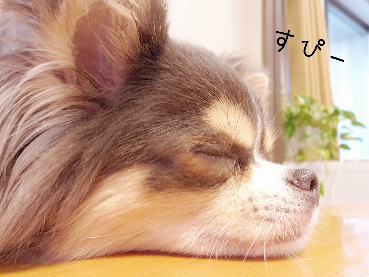 チワワ 美人さんと思った瞬間の話 たかシェフのおうちごはん と 白い犬 と チワワ Powered By ライブドアブログ