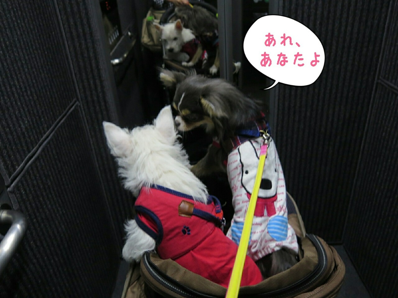 社会勉強 たかシェフのおうちごはん と 白い犬 と チワワ Powered By ライブドアブログ