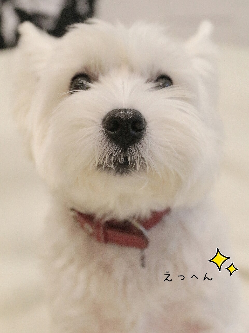 犬 言葉のわかる犬 たかシェフのおうちごはん と 白い犬 と チワワ Powered By ライブドアブログ 犬 言葉のわかる犬 たかシェフのおうちごはん と 白い犬 と チワワ Powered By ライブドアブログ