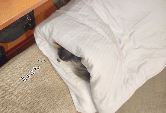 24-06-27-19-42-46-134_deco