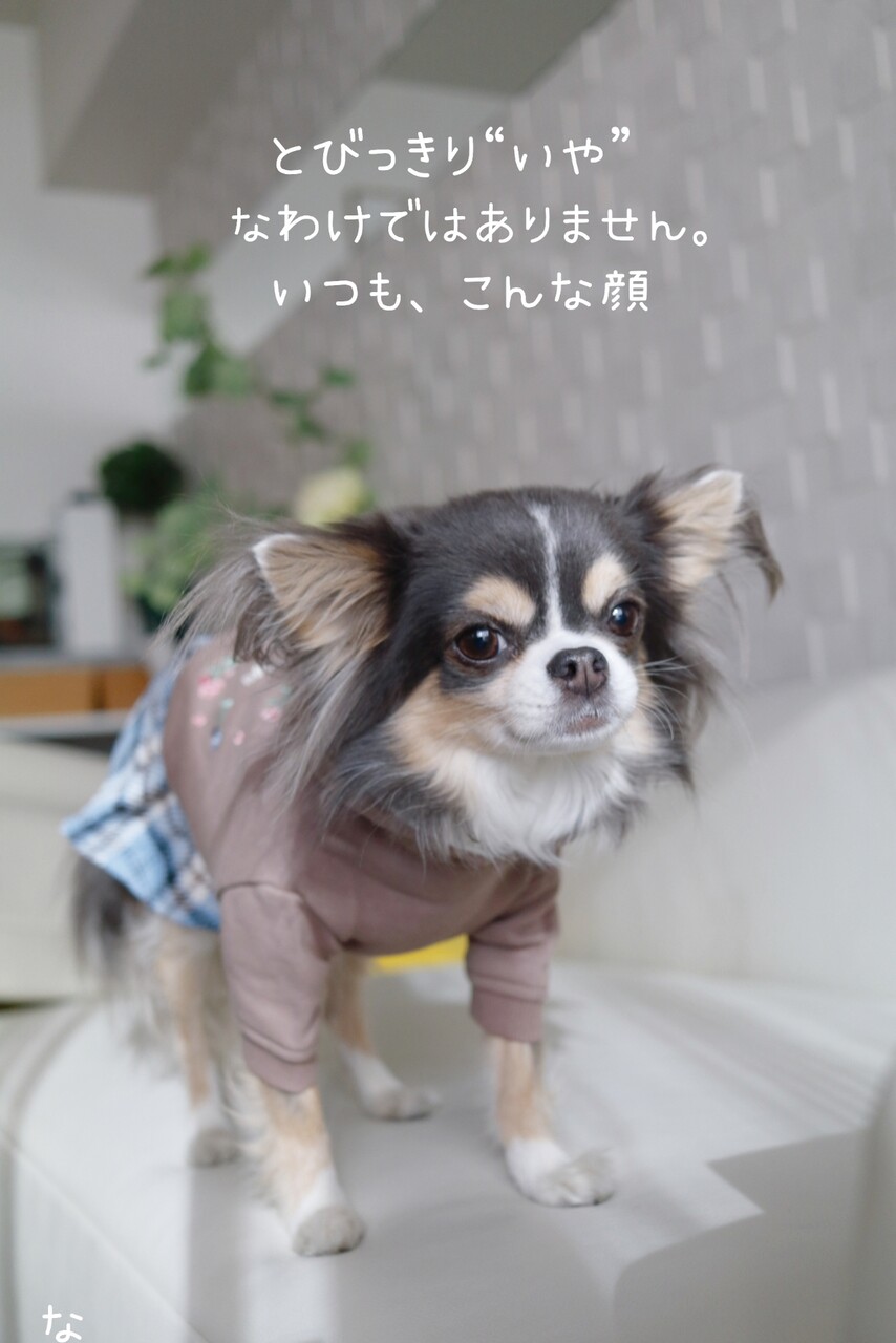 犬服、「福袋」を買ってみた！かなりお得だった件 : たかシェフの