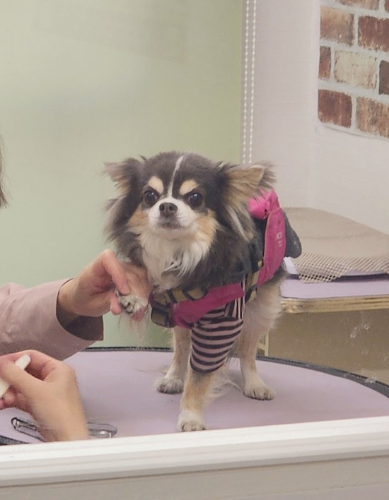 爪切りだけのはずが、トリミング室探検＆シーツ５枚事件