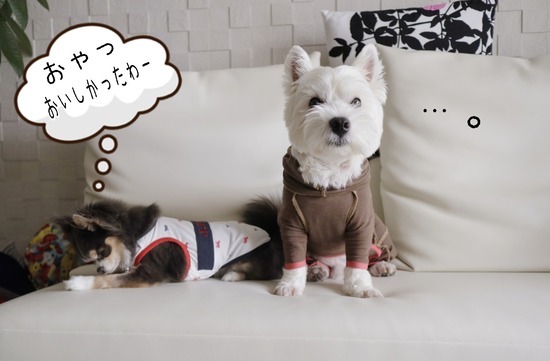 【チワワ＆ウエスティ】チャッカりなチワワ。とヘタレな犬。