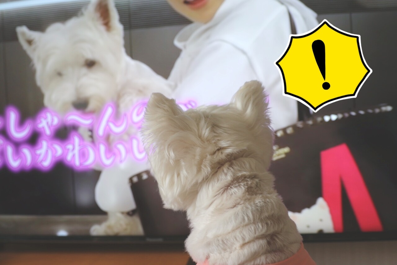 うーちゃんに たのもー たかシェフのおうちごはん と 白い犬 と チワワ Powered By ライブドアブログ