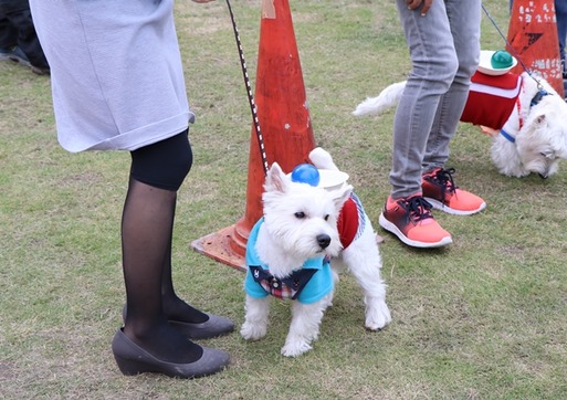 【ウエスティパーティ】白犬運送便の動画だよ～