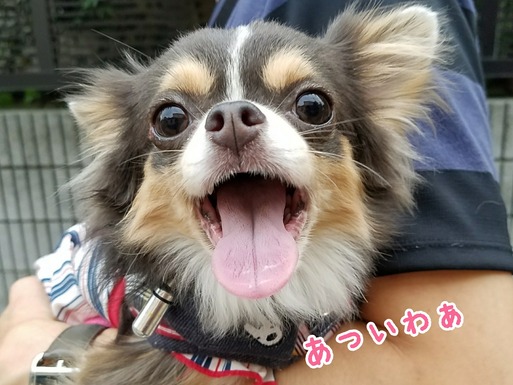 【犬】あさんぽ