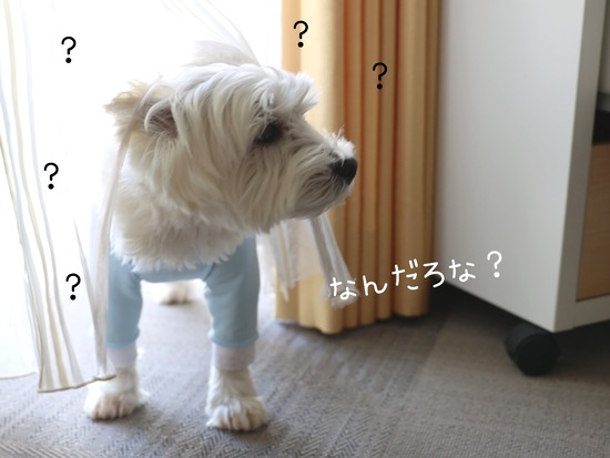 22-05-10-11-57-05-520_deco