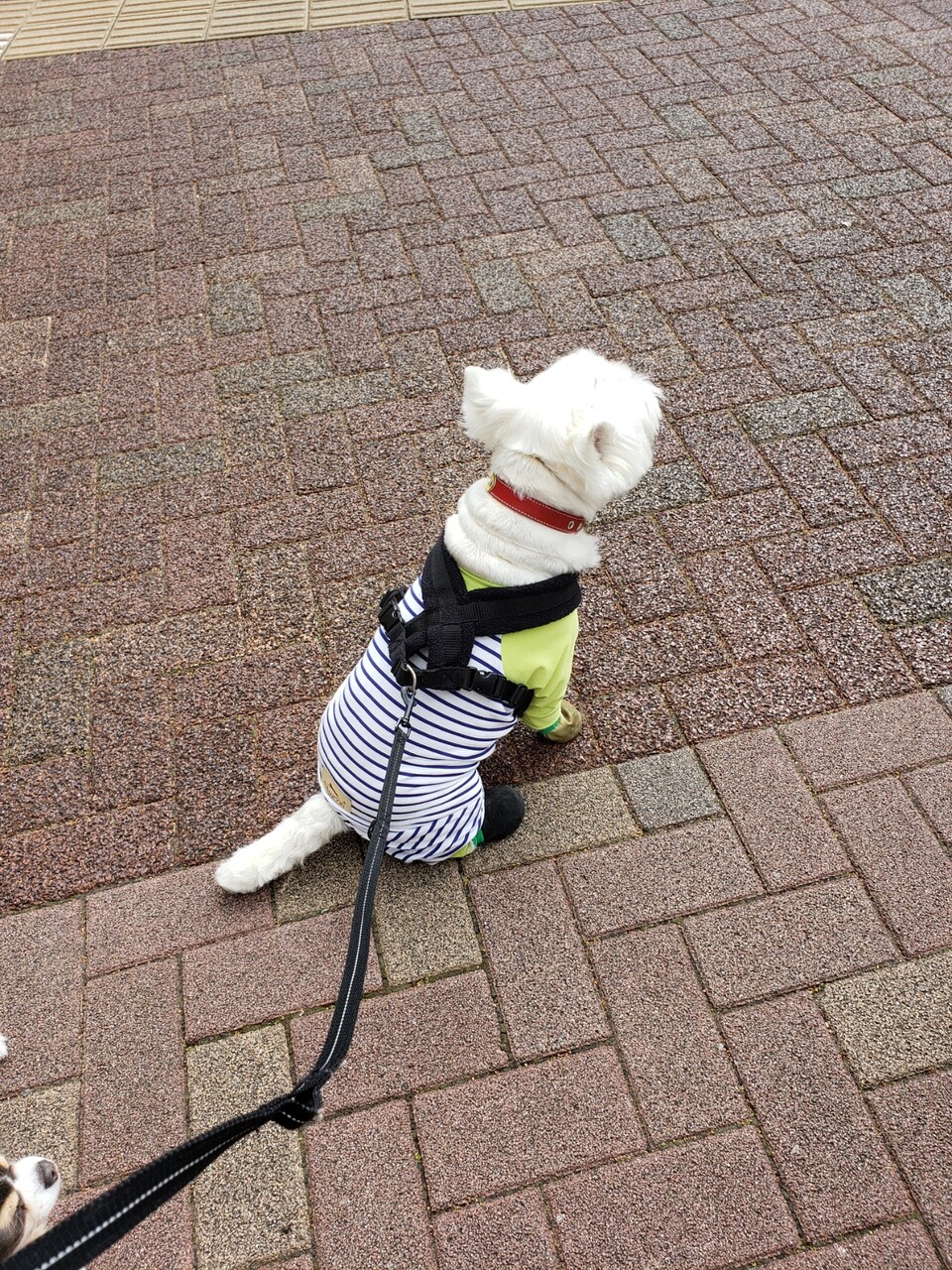 犬 うちの犬もできるようになりました たかシェフのおうちごはん と 白い犬 と チワワ Powered By ライブドアブログ