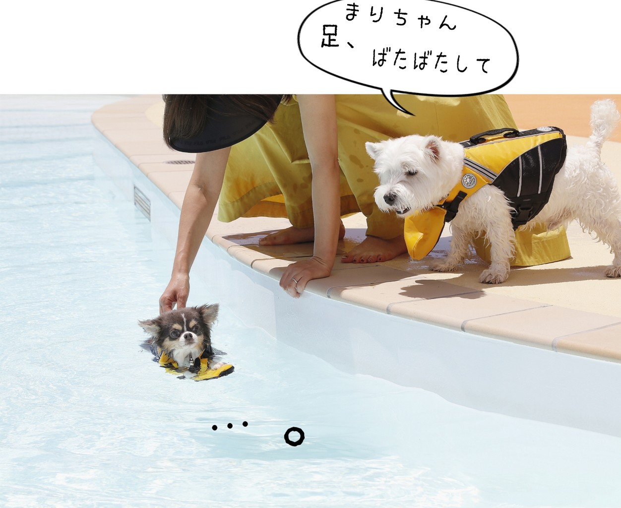 チワワ プールに挑戦 たかシェフのおうちごはん と 白い犬 と チワワ Powered By ライブドアブログ